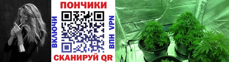 Шишки марихуана сатива  Валдай 